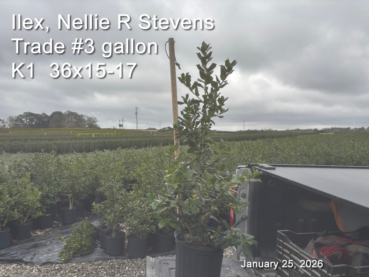 gallery/nrs3t k1 jan25.jpg